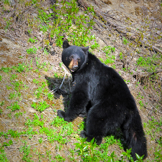 Black-Bear-2